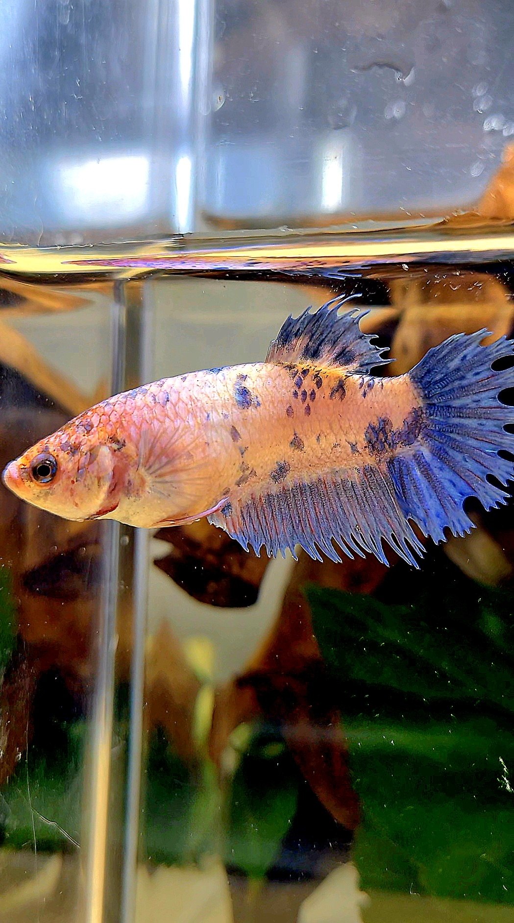 FEMALE CROWNTAIL PLAKAT PURPLE BLUE DOTS MARBLE BETTA FISH