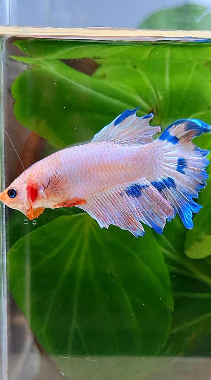 FEMALE HALFMOON PINK FLAMINGGO MARBLE BETTA FISH