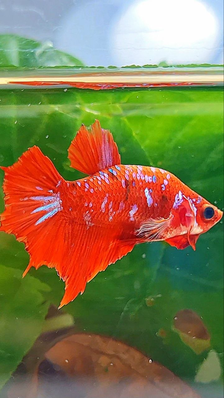 FEMALE HALFMOON RED KOI GALAXY MULTICOLOR BETTA FISH