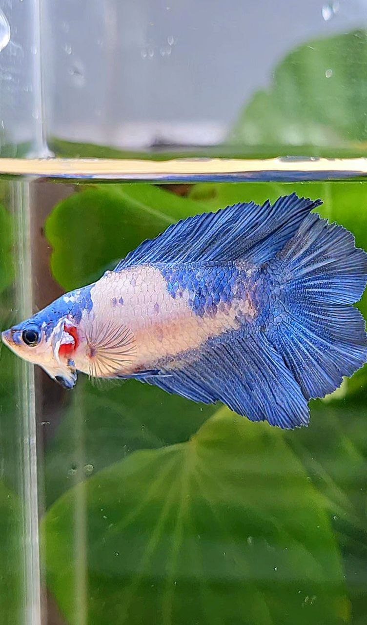 FEMALE HALFMOON DOUBLE TAIL BLUE RIM MARBLE PANDA BETTA FISH