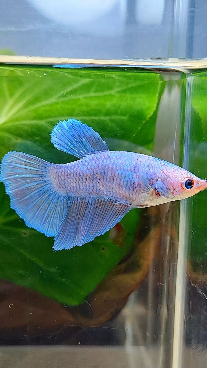 FEMALE HALFMOON BLUE PINK FANCY BETTA FISH
