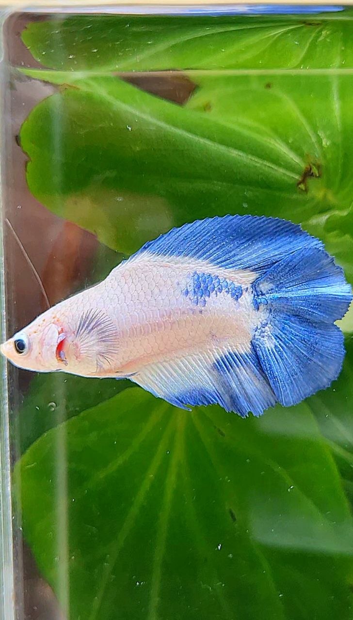 FEMALE HALFMOON DOUBLE TAIL BLUE RIM MARBLE BETTA FISH