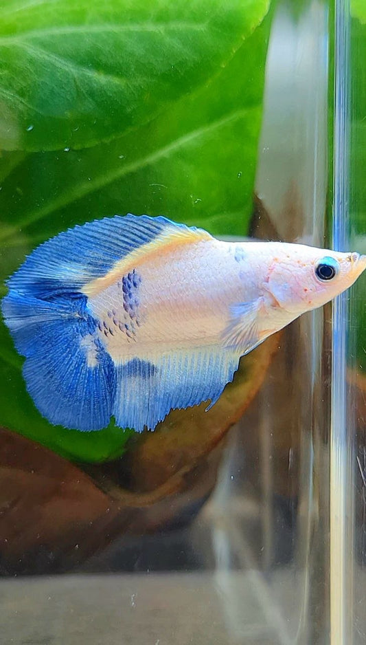 FEMALE HALFMOON DOUBLE TAIL BLUE RIM MARBLE BETTA FISH