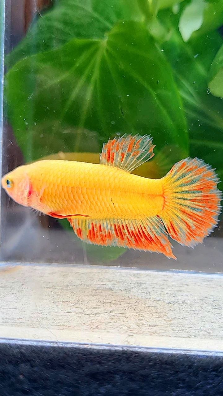 FEMALE PLAKAT SUPER ARMAGEDDON FIRE VANDA BETTA FISH
