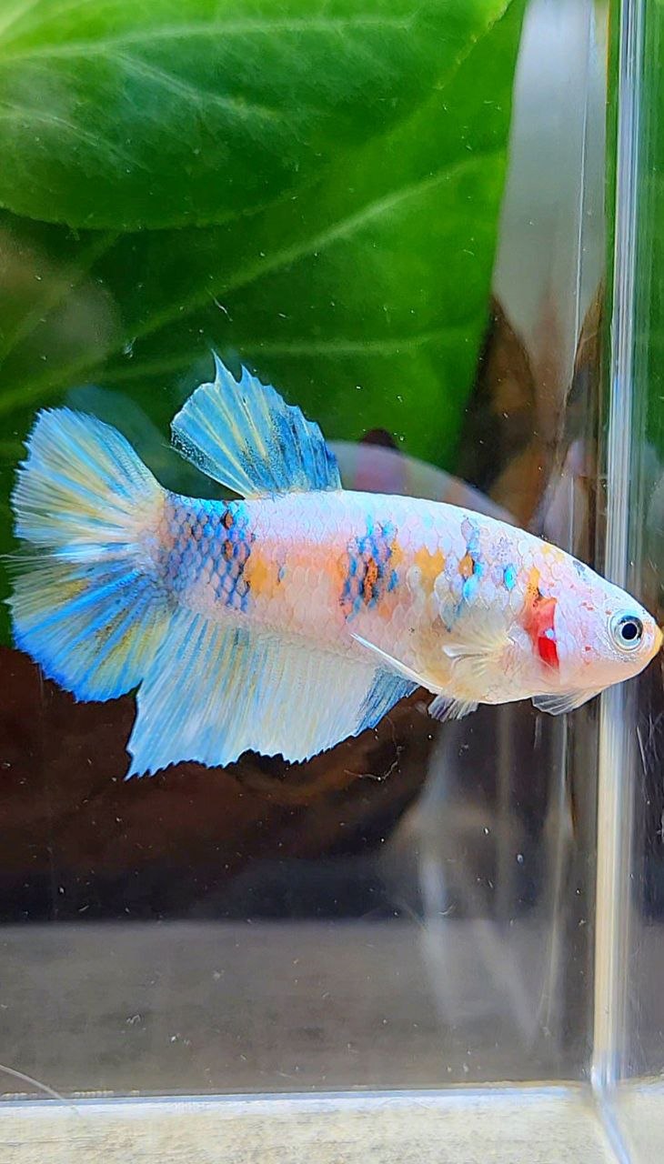 FEMALE HALFMOON YELLOW KOI GALAXY MULTICOLOR BETTA FISH