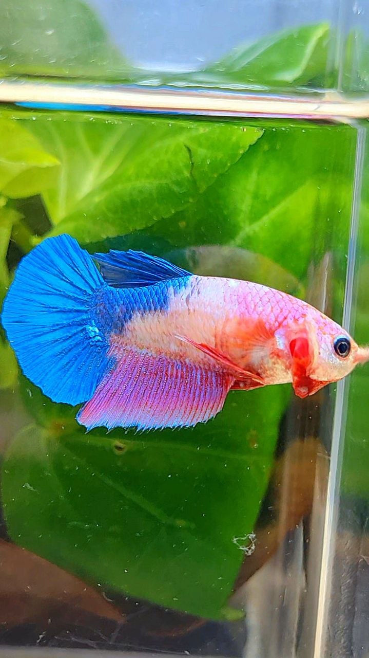 FEMALE HALFMOON PINK BLUE FANCY BETTA FISH