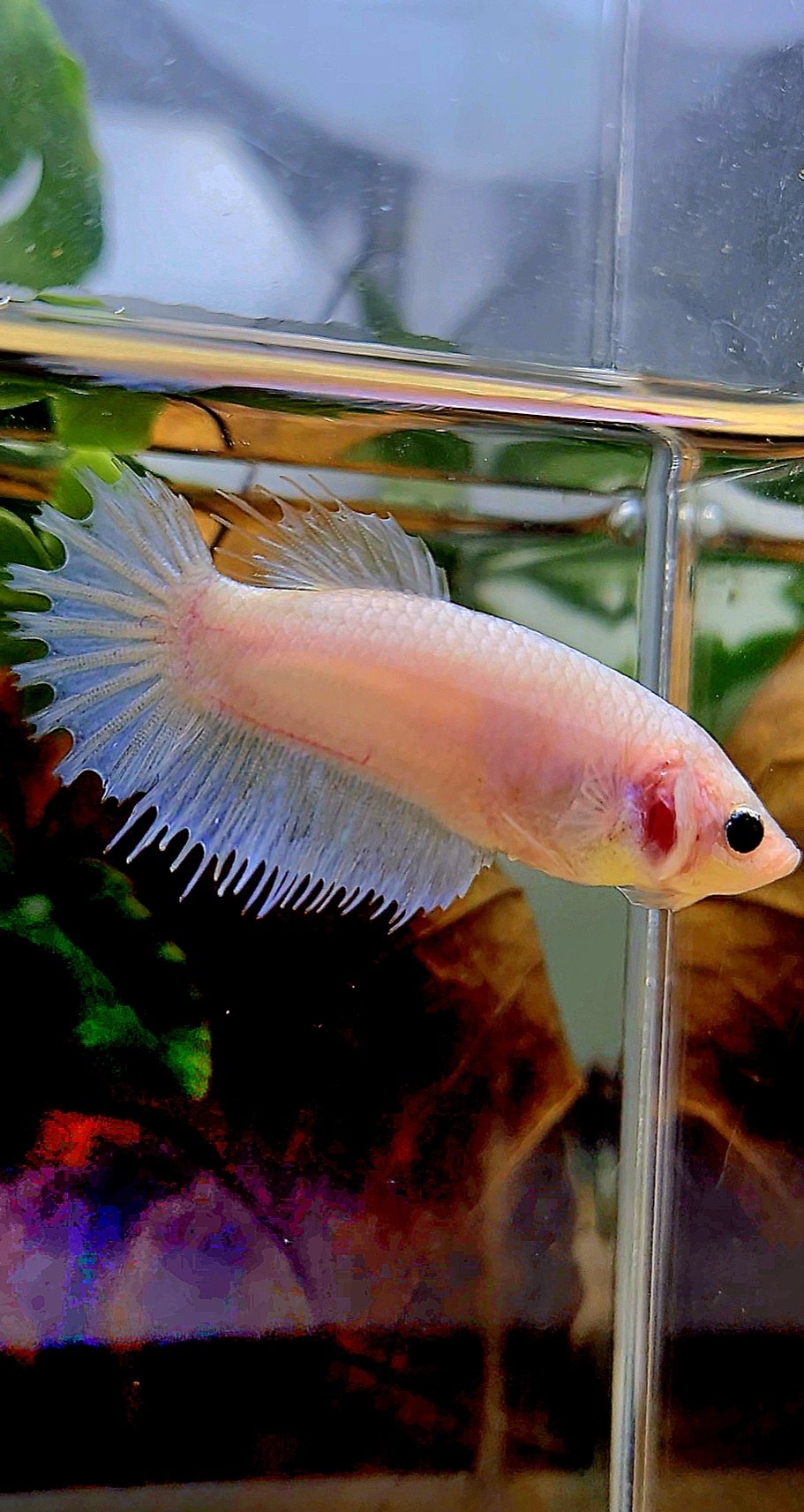 FEMALE CROWNTAIL WHITE CELLOPHANE BETTA FISH