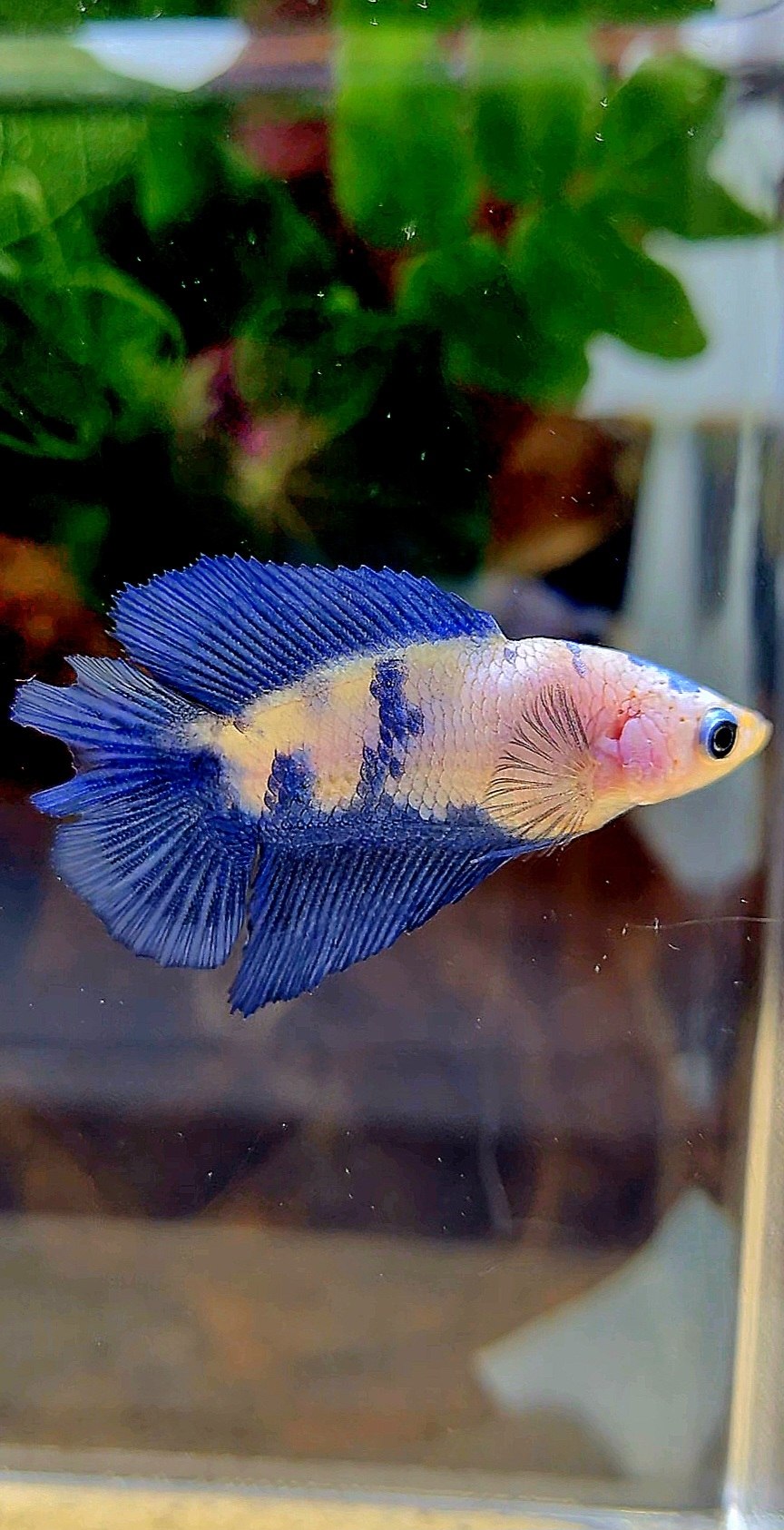FEMALE HALFMOON DOUBLE TAIL BLUE RIM PANDA MARBLE BETTA FISH