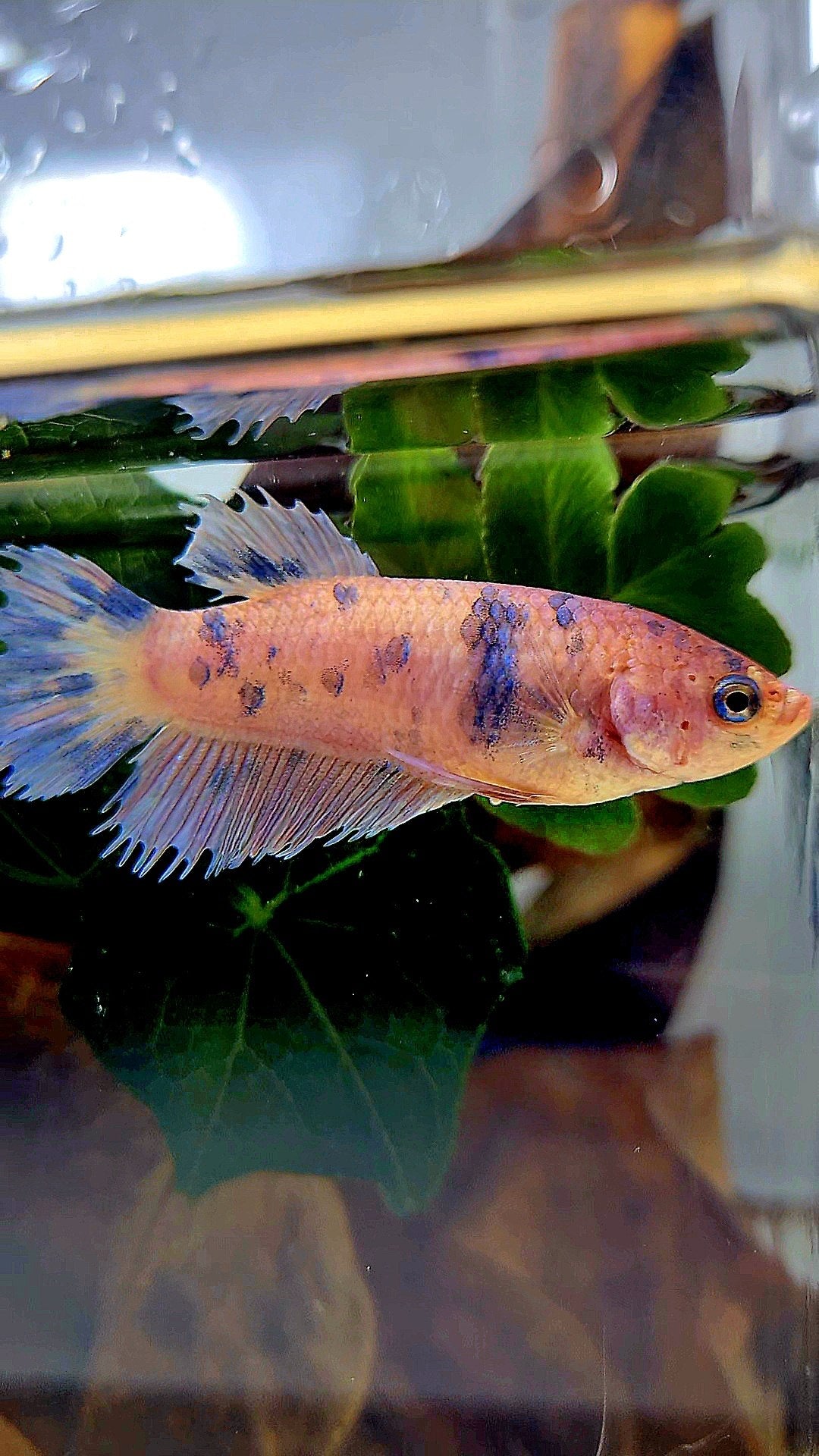 FEMALE CROWNTAIL PLAKAT PURPLE DOTS MARBLE BETTA FISH
