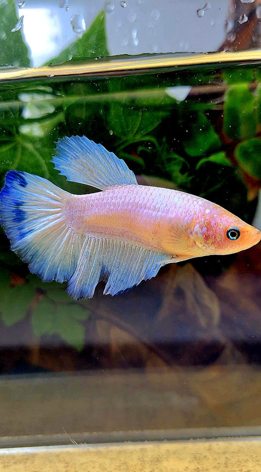 XL FEMALE HALFMOON BLUE RIM BETTA FISH