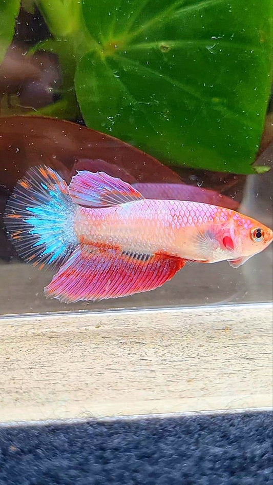 FEMALE HALFMOON PINK AOC UNIQUE BETTA FISH