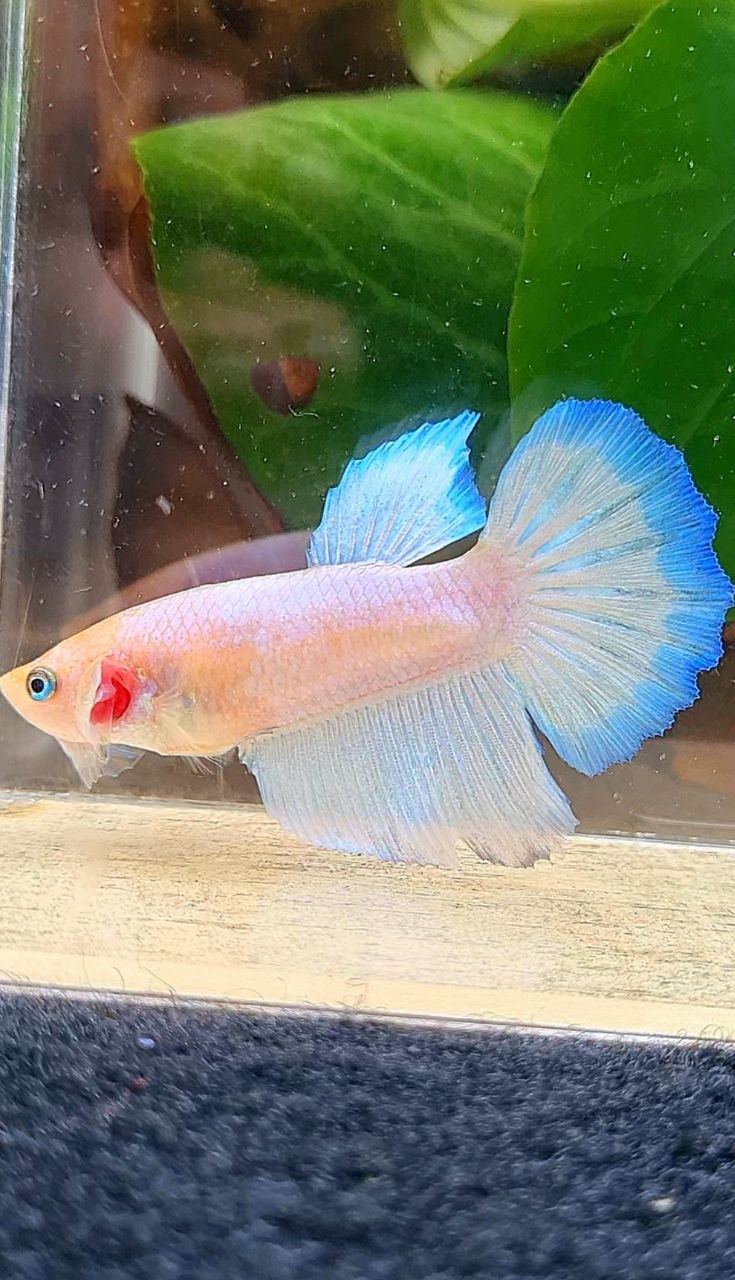 FEMALE HALFMOON WHITE BLUE RIM BETTA FISH