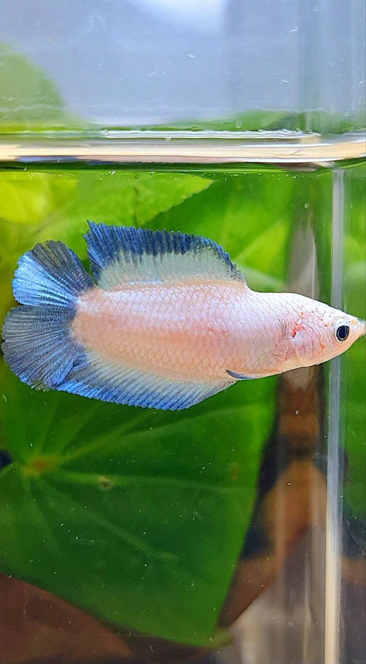 FEMALE PLAKAT DOUBLE TAIL BLUE RIM BETTA FISH