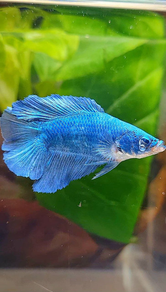 FEMALE HALFMOON DOUBLE TAIL BLUE BETTA FISH