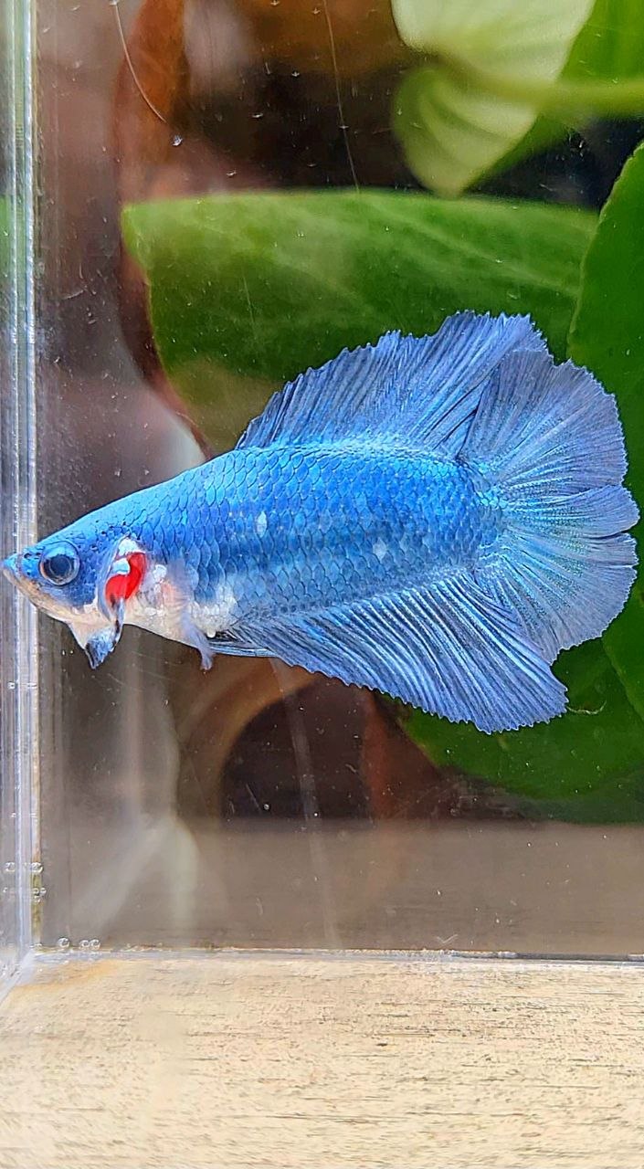 FEMALE HALFMOON DOUBLE TAIL BLUE BETTA FISH