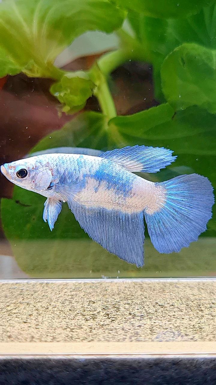 FEMALE HALFMOON BLUE RIM MARBLE BETTA FISH