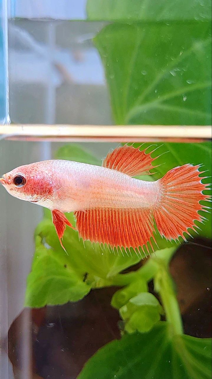 FEMALE CROWNTAIL RED BETTA FISH