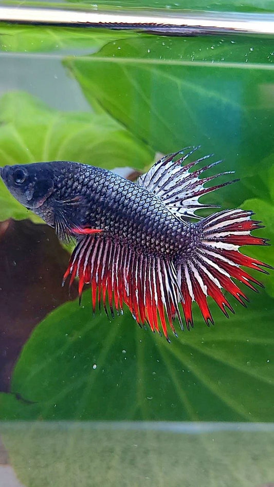 CROWNTAIL RED COPPER IMBELIS HYBRID WILD BETTA FISH