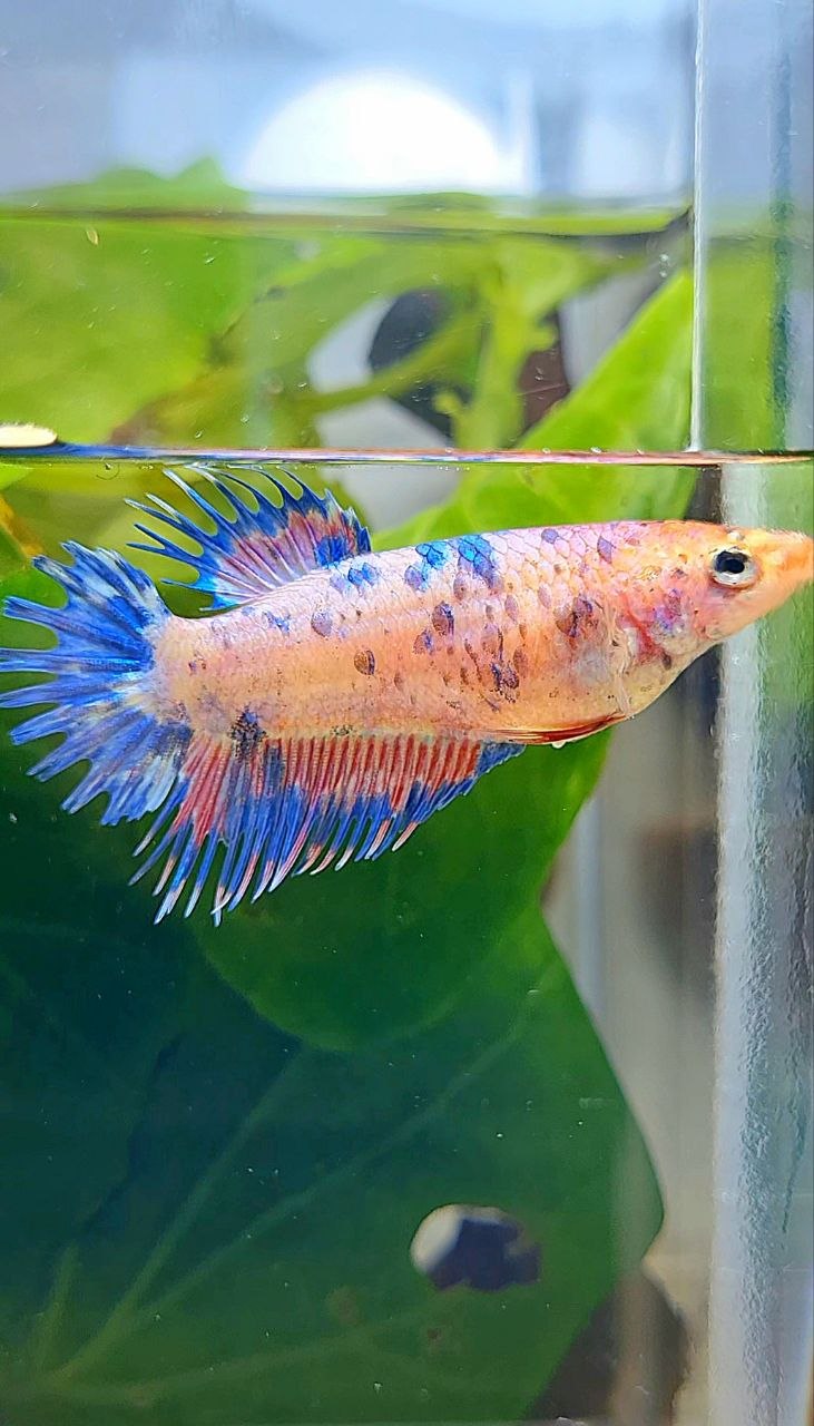 FEMALE CROWNTAIL CANDY MULTICOLOR BETTA FISH