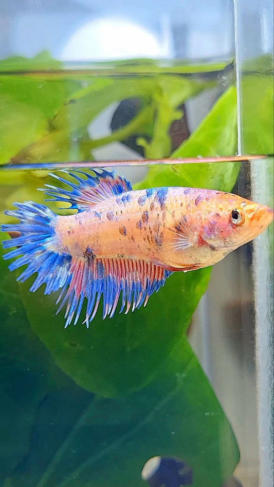 FEMALE CROWNTAIL CANDY MULTICOLOR BETTA FISH