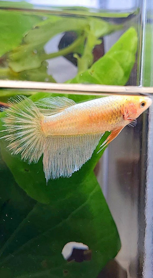 FEMALE HALFMOON GOLD BETTA FISH