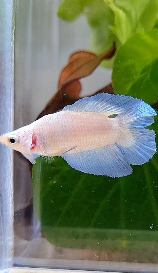 FEMALE HALFMOON DOUBLE TAIL BLUE RIM BETTA FISH