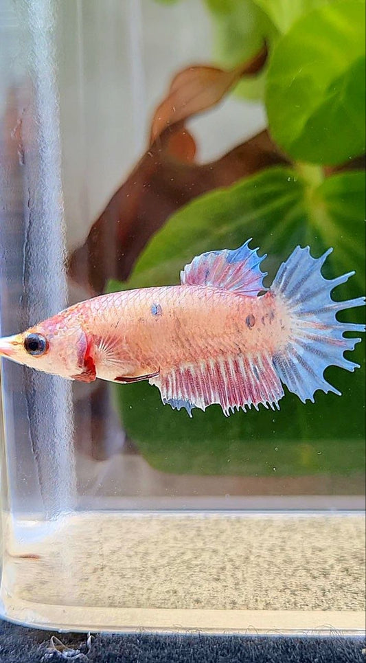 FEMALE CROWNTAIL PLAKAT FANCY BLUE DOT BETTA FISH