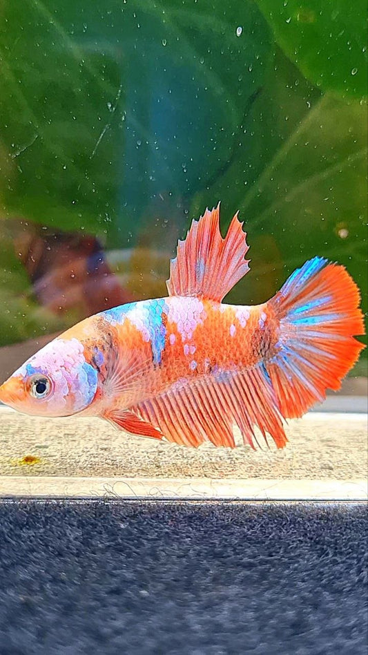 FEMALE HALFMOON MULTICOLOR CANDY ORANGE BASE BETTA FISH