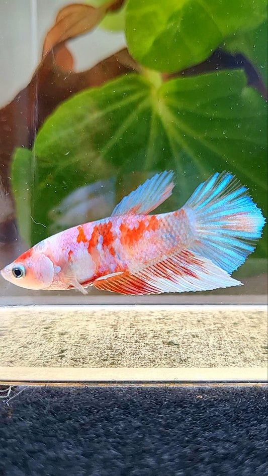 FEMALE PLAKAT BARONGSAI BETTA FISH