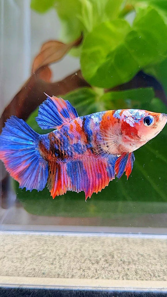 FEMALE HALFMOON PURPLE GALAXY MULTICOLOR BETTA FISH