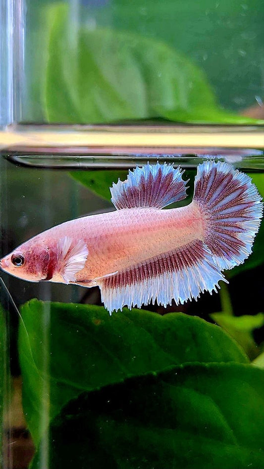 FEMALE HALFMOON BIG EAR AOC LAVENDER BUTTERFLY BETTA FISH