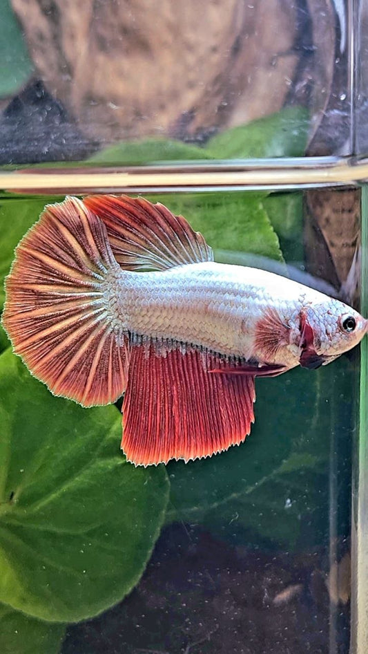 XL FEMALE HALFMOON RED DRAGON BETTA FISH
