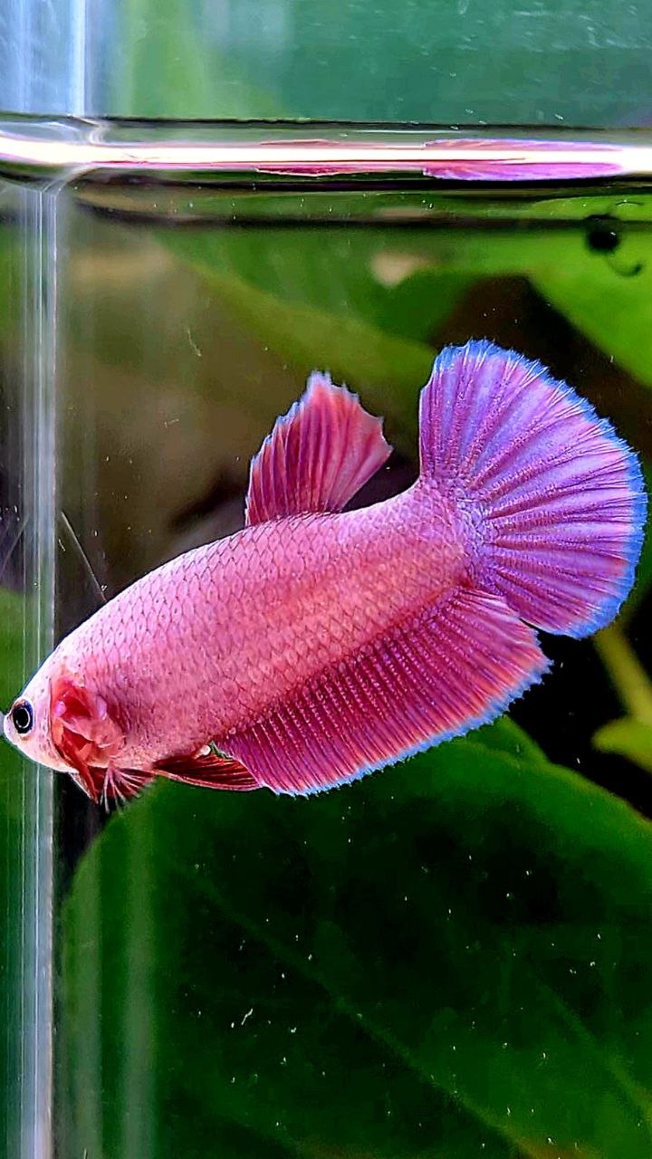FEMALE PLAKAT SUPER PINK AURORA BETTA FISH