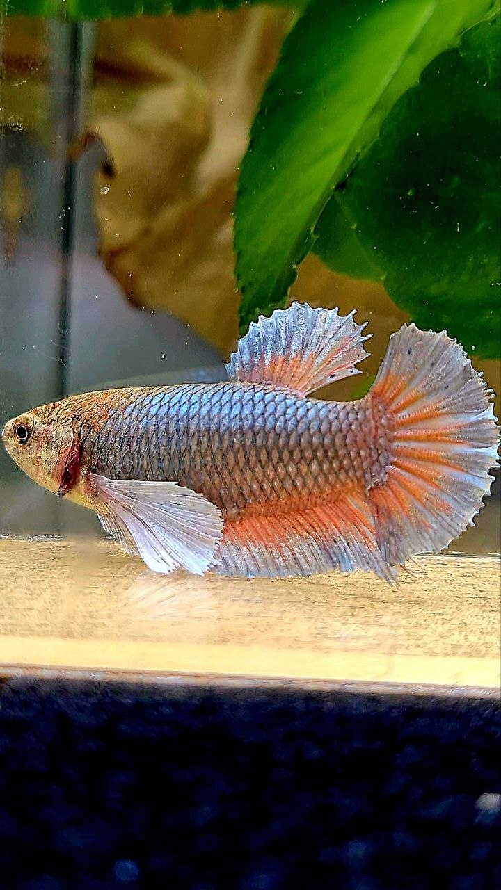 XL FEMALE PLAKAT SUPER DUMBO EAR COPPER BETTA FISH