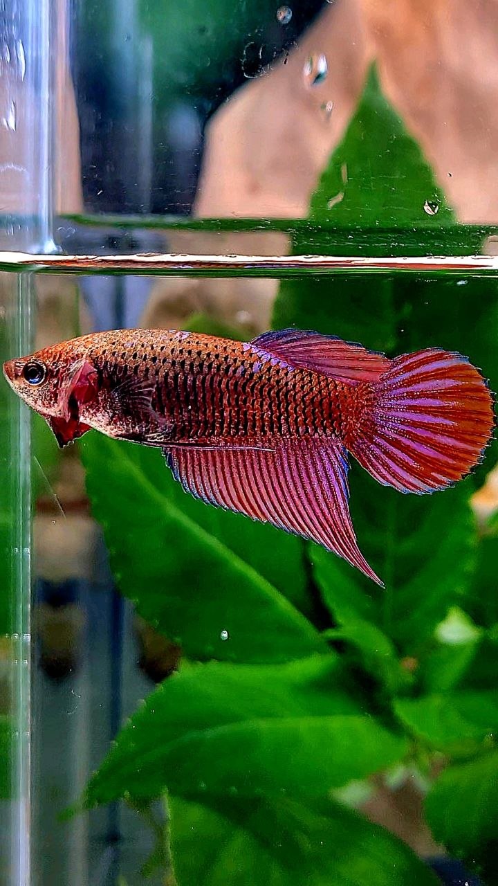 FEMALE VEILTAIL PURPLE GALAXY RPG INUYASHA BETTA FISH
