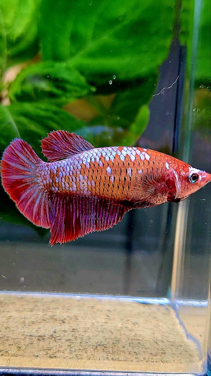 FEMALE HALFMOON RED PURPLE GALAXY RPG BETTA FISH
