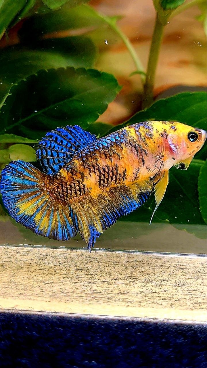 FEMALE PLAKAT YELLOW METALLIC BLUE MULTICOLOR BETTA FISH