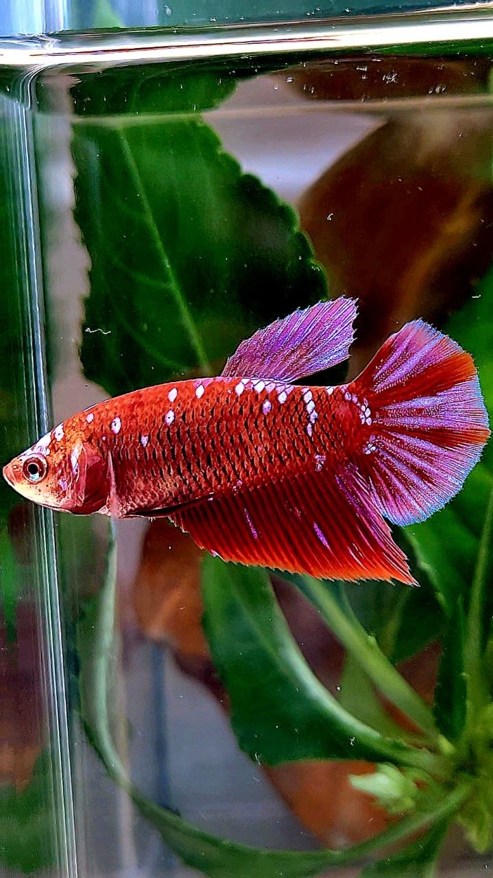 FEMALE HALFMOON RED PURPLE GALAXY RPG BETTA FISH