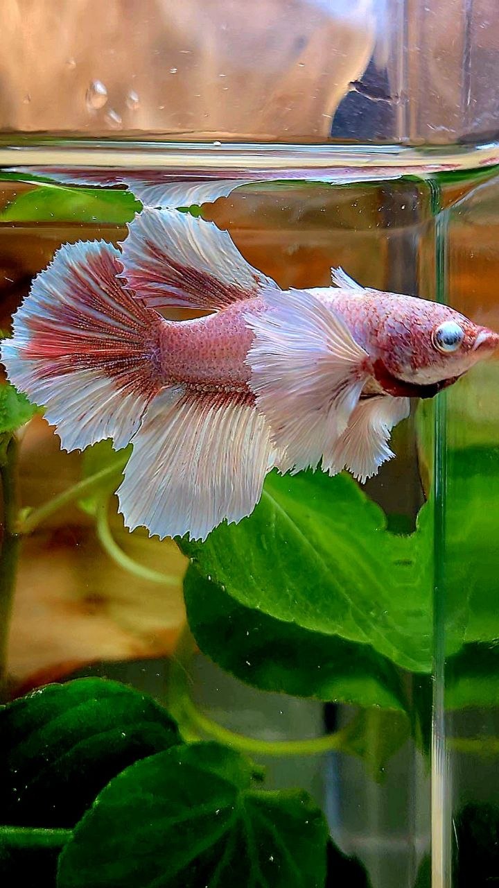 FEMALE HALFMOON SUPER DUMBO EAR WHITE LAVENDER BETTA FISH (minus eye)