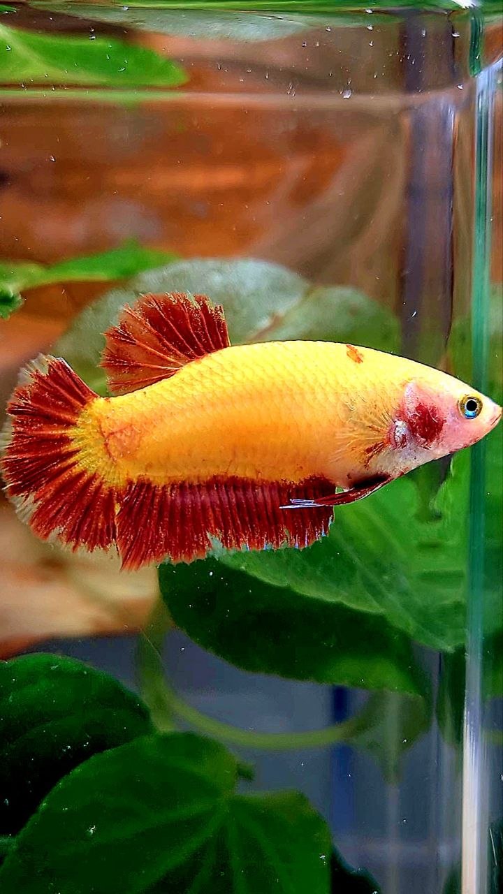 LUXURY FEMALE PLAKAT SUPER FIRE ARMAGEDDON BETTA FISH