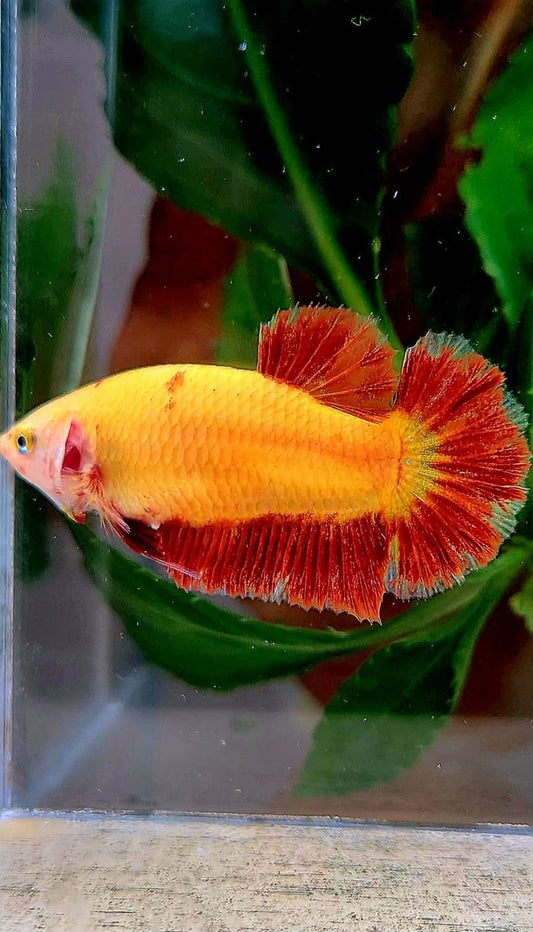 LUXURY FEMALE PLAKAT SUPER FIRE ARMAGEDDON BETTA FISH