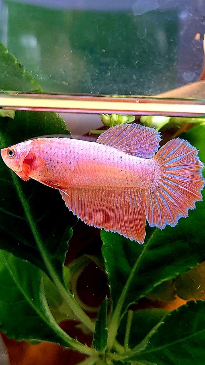 XL FEMALE HALFMOON PINK FLAMINGGO BETTA FISH