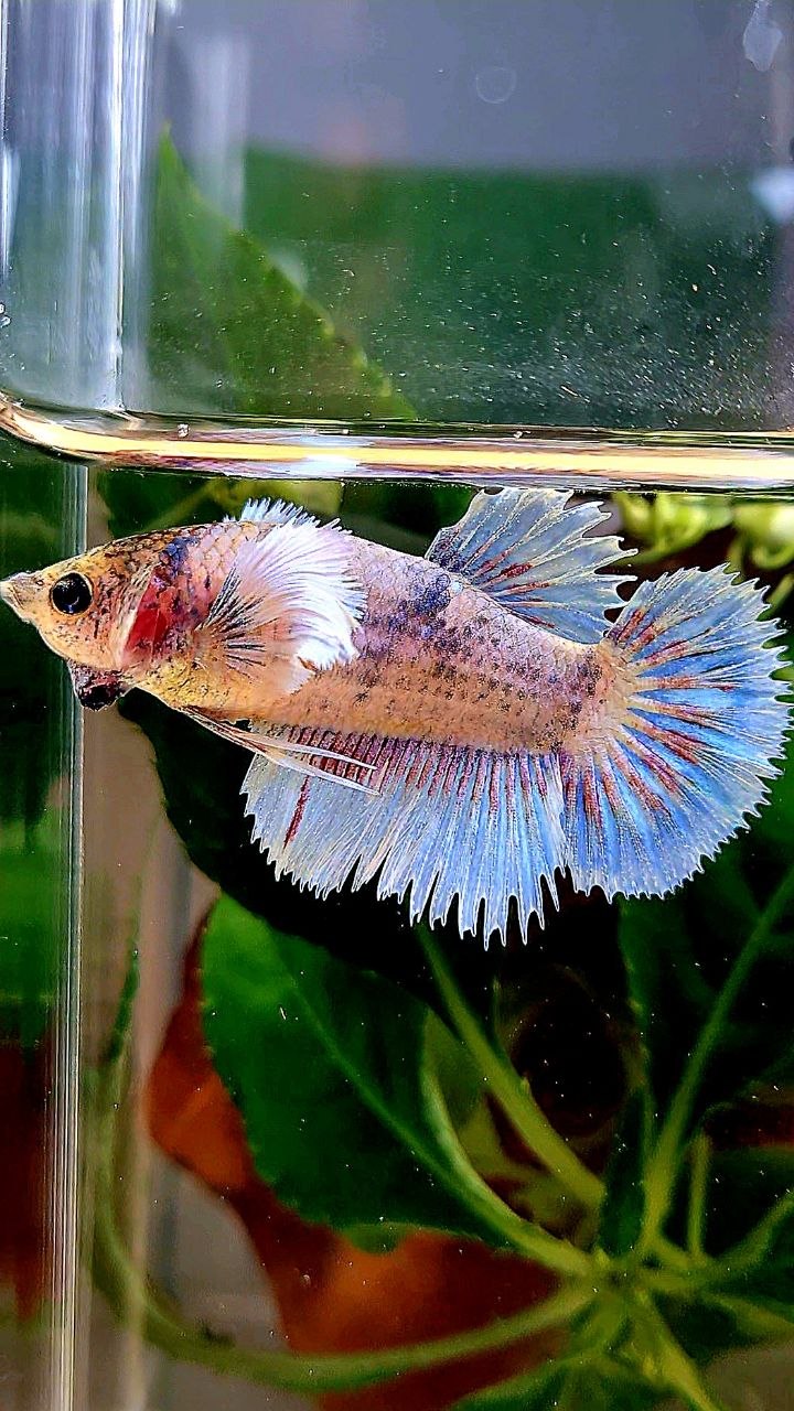 XL FEMALE HALFSUN HALFMOON CROWNTAIL DUMBO EAR WHITE BLUE MASCOT BETTA FISH