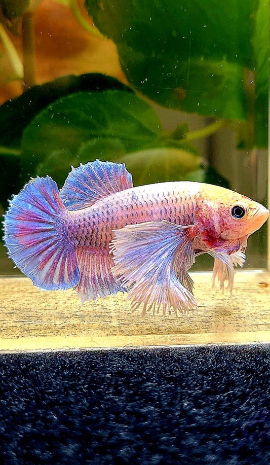 FEMALE PLAKAT SUPER DUMBO EAR PURPLE MASCOT BETTA FISH