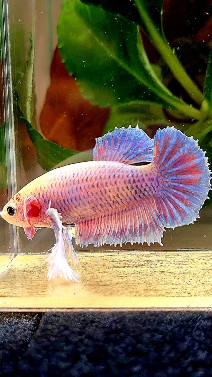 FEMALE PLAKAT SUPER DUMBO EAR PURPLE MASCOT BETTA FISH