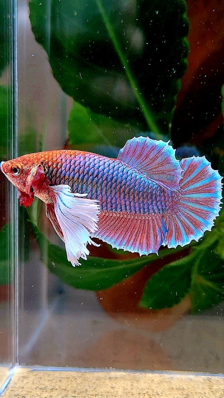 XL FEMALE PLAKAT DUMBO EAR PURPLE UNICORN BETTA FISH