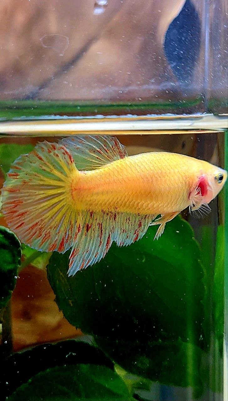 XL FEMALE HALFMOON YELLOW VANDA BETTA FISH