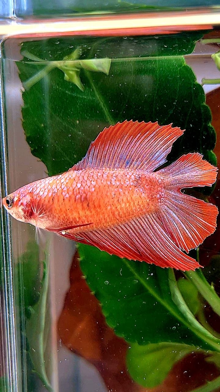 FEMALE HALFMOON DOUBLE TAIL RED BETTA FISH