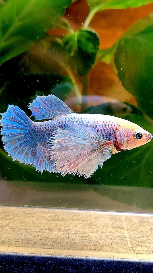 FEMALE PLAKAT SUPER DUMBO EAR BLUE MASCOT BETTA FISH