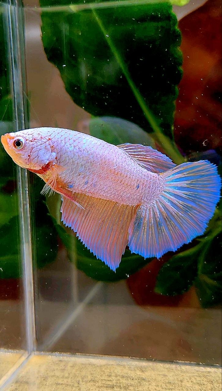 XL FEMALE HALFMOON FLAMINGGO BETTA FISH
